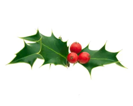 Holly Foto stock