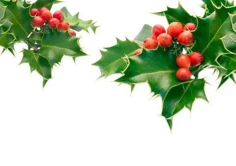 Holly Foto stock