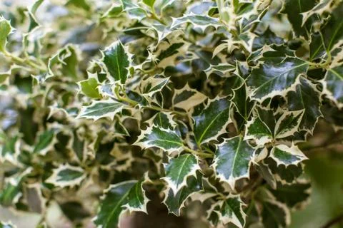 Holly Stock Photos