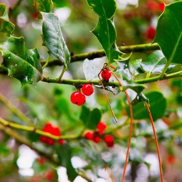 Holly Stock Photos