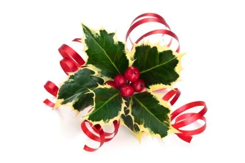 Holly. Stock Photos