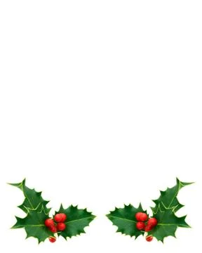 Holly Stock Photos