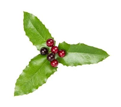 Holly Stock Photos