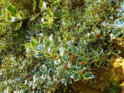 Holly Stock Photos