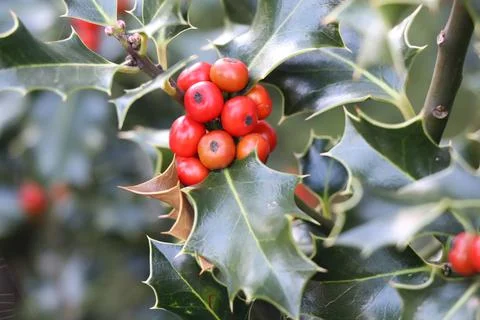 Holly Foto stock