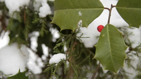 Holly Pine Snow Stock-Footage 999298