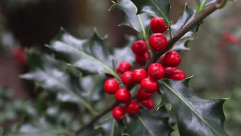 Holly Plant Video stock 169214412