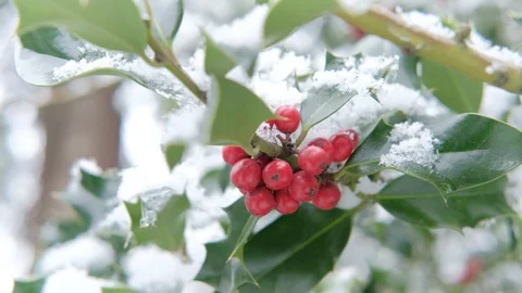 Holly snow 1 스톡 동영상 86451466