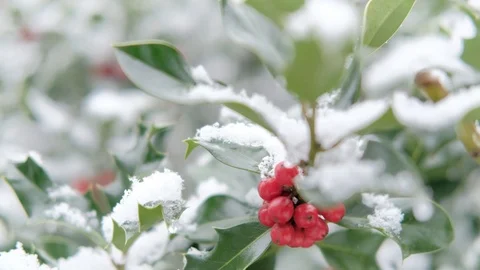 Holly snow 2 Stock Footage