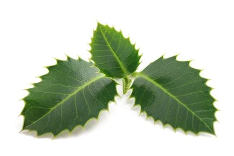 Holly sprig Stock Photos