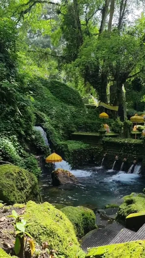 The holly spring Stock Footage 214157946