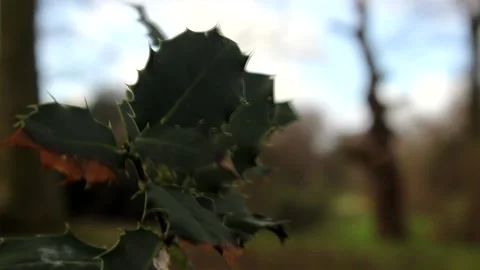 Holly Static RAW Stock Footage 237261261