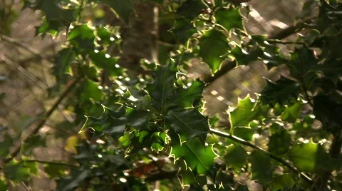 Holly Tree 01 Stock Footage 713870