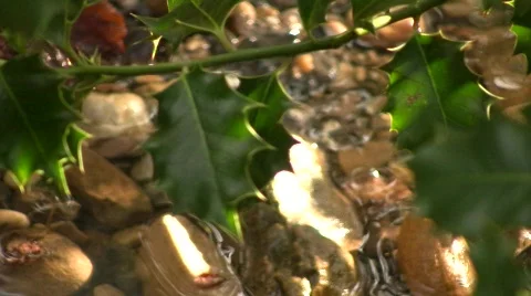 Holly Tree 02 库存影片 725687