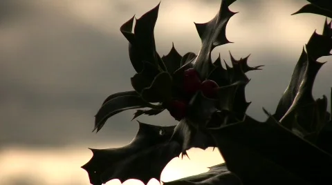 Holly Tree 03 库存影片 713750