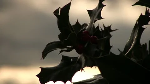 Holly Tree 07 库存影片 10738830