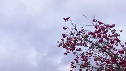 Holly Tree Against Sky - Low Angle Stock Footage 76625699