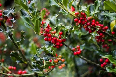 Holly Tree Berries 写真素材