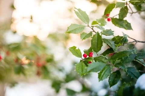 Holly tree branch Stock Photos