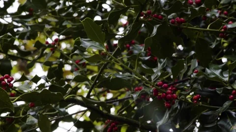 Holly tree branch with red berries 2 Stock Footage 82321157