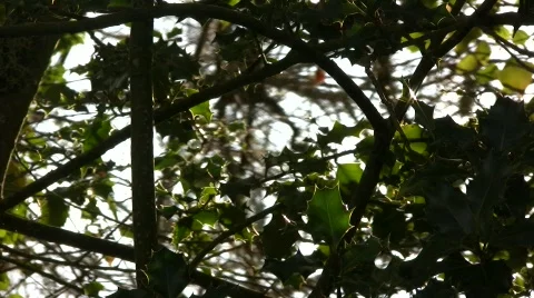 Holly Tree Branches 库存影片 725826
