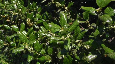 Holly tree in breeze 01 库存影片 275299131