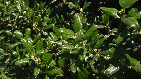 Holly tree in breeze 02 库存影片 275300334