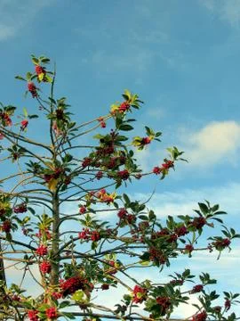Holly tree . Christmas tree Stock Photos