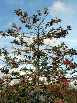Holly tree . Christmas tree Stock Photos