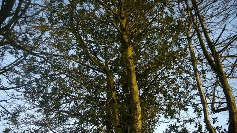 Holly tree Stock Footage 313531411