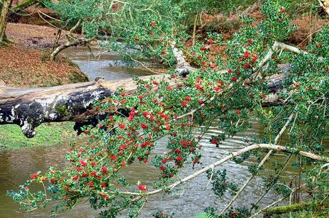 Holly Tree Over Stream Фото