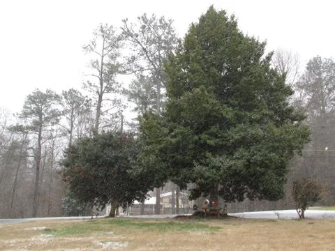 Holly Tree 库存照片