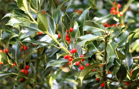 Holly Tree. Stock Photos