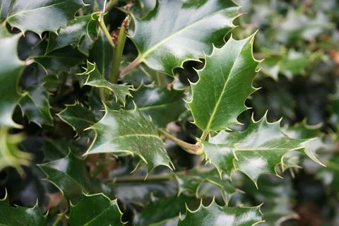 Holly1 Stock Photos