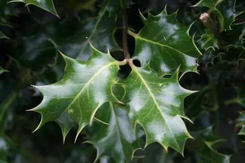 Holly2 Stock Photos