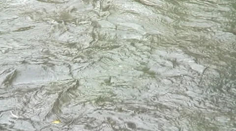 Hollybrook 02 Video stock 30748311