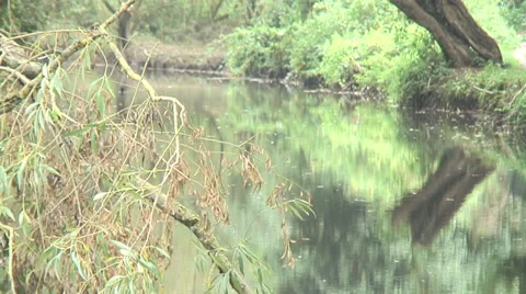 Hollybrook 03 Video stock 30748505