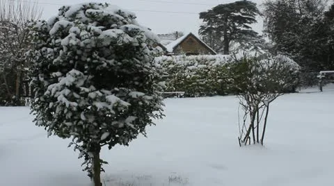 Hollybush in Snow 库存影片 20467391