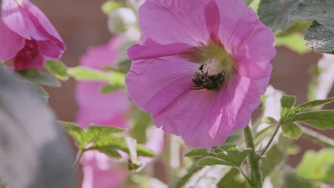 Hollyhock and Bee Video stock 212722689