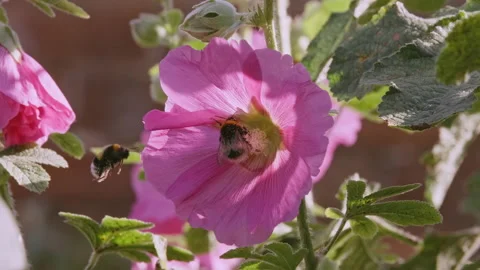 Hollyhock and Bees Video stock 212658391