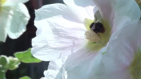 Hollyhock with bumblebee Stock Footage 53441661