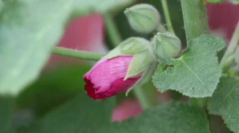 Hollyhock close-up Stock Footage 35654799