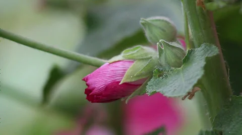 Hollyhock close-up II Stock Footage 35654570