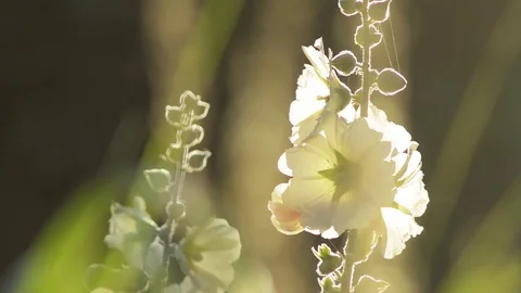 Hollyhock flower Stock Footage 101988531