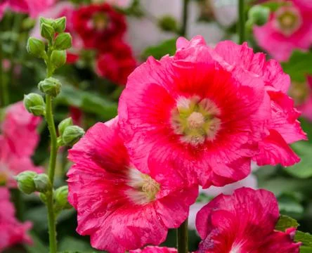 Hollyhock flower Stock Photos