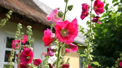 Hollyhock flowers Stock Footage 7904804