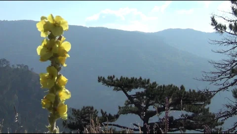 Hollyhock Видео 29152730