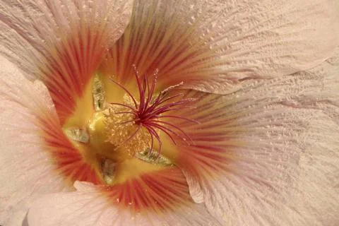  Hollyhock Holly hock (Alcea rosea) : observe the pollen on the pistil sti... Stock Photos