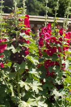 Hollyhock Stock Photos