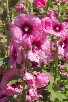 Hollyhock Stock Photos